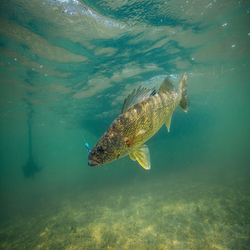 Walleye