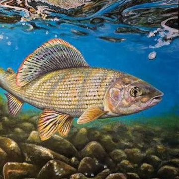 Grayling